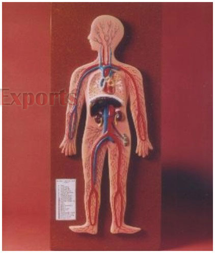 HUMAN CIRCULATORY SYSTEM